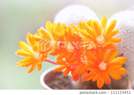 Cactus flower 111133451