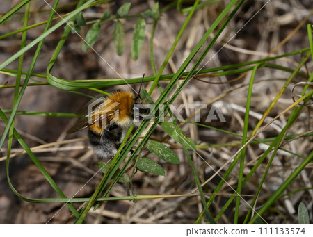 Bumblebee on a green meadow blade of grass 111133574