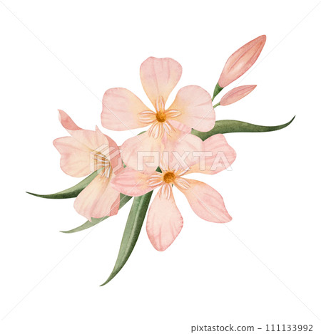 Simple pastel Oleander flowers with buds and leaves watercolor illustration isolated on white background. Peach pink color floral bouquet for wedding and tropical designs 111133992