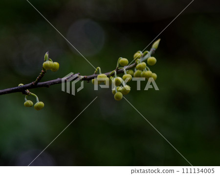 等待春天的樟科Aomoji花蕾 111134005