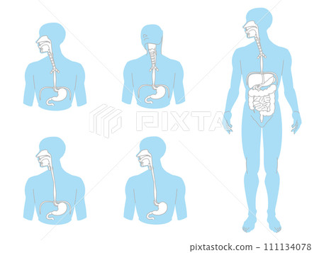 A set of simple human anatomy diagrams in three colors, focusing on the esophagus. A set of simple human anatomy diagrams in three colors, focusing on the esophagus. 111134078