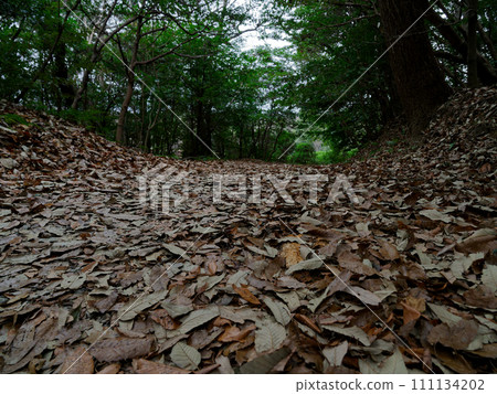 落葉墊林間小徑 111134202