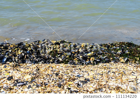 Small broken cockleshells on beach. Close up of mussels near the sea shore Small broken cockleshells on beach. Close up of mussels near the sea shore 111134220