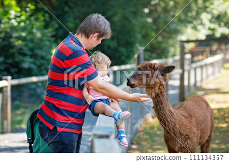 Adorable cute toddler girl and young father feeding lama and alpaca on a kids farm. Beautiful baby child petting animals in petting zoo. man and daughter together on family weekend vacations. 111134357