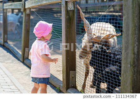 Adorable cute toddler girl feeding little goats and sheeps on a kids farm. Beautiful baby child petting animals in petting zoo. Excited and happy girl on family weekend. 111134367