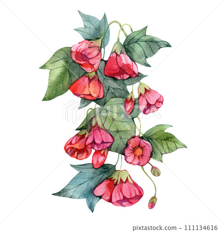 Watercolor abutilon flowers isolated on a white background, hand drawn illustration of houseplant in vintage style. 111134616