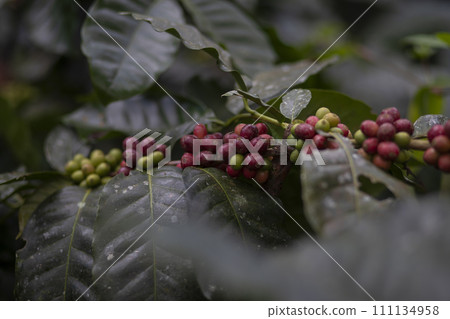 Coffee farmer picking ripe cherry beans Coffee farmer picking ripe cherry beans 111134958