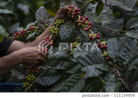 Coffee farmer picking ripe cherry beans Coffee farmer picking ripe cherry beans 111134959