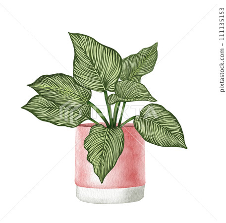 Watercolor philodendron potted house plant illustration. Hand drawn Philodendron Birkin 111135153