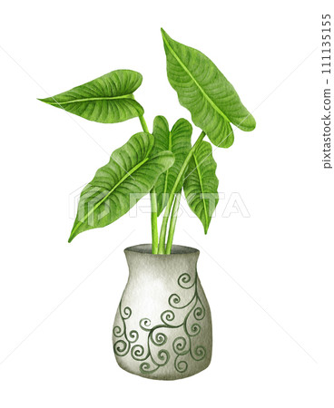 Watercolor philodendron potted house plant illustration. Hand drawn Philodendron Burlemarx Watercolor philodendron potted house plant illustration. Hand drawn Philodendron Burlemarx 111135155