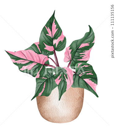 Watercolor philodendron potted house plant illustration. Hand drawn Philodendron Pink Princes. Watercolor philodendron potted house plant illustration. Hand drawn Philodendron Pink Princes. 111135156