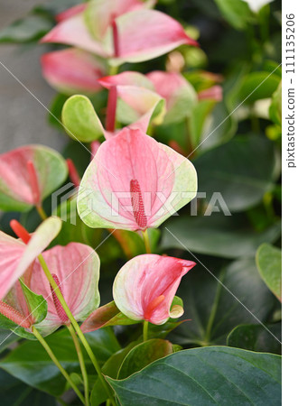 Beatiful Anthurium flower in the garden. Beatiful Anthurium flower in the garden. 111135206