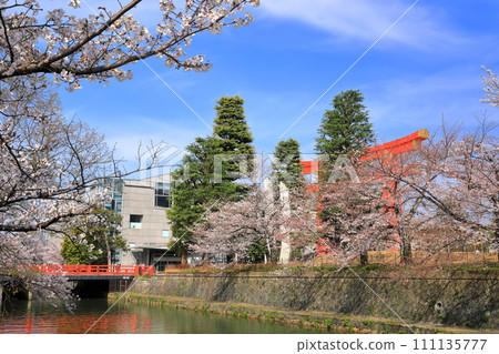 【京都府】晴天下的岡崎櫻花走廊和京都市立美術館 111135777