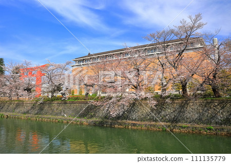 【京都府】晴天下的岡崎櫻花走廊和京都市立美術館 111135779