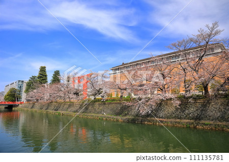 【京都府】晴天下的岡崎櫻花走廊和京都市立美術館 【京都府】晴天下的岡崎櫻花走廊和京都市立美術館 111135781