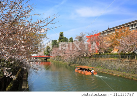 【京都府】晴天下的岡崎櫻花走廊和京都市立美術館 111135787