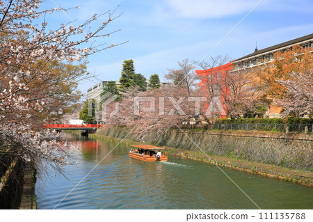 【京都府】晴天下的岡崎櫻花走廊和京都市立美術館 【京都府】晴天下的岡崎櫻花走廊和京都市立美術館 111135788