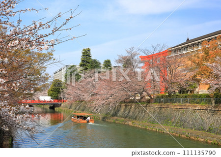 [Kyoto Prefecture] Okazaki Sakura Corridor under sunny weather and Kyoto City Museum of Art 111135790