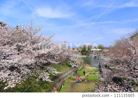 [Kyoto] Lake Biwa Canal in full bloom under sunny weather 111135805