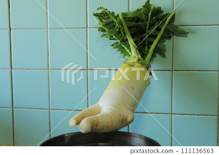 Radish sitting in a pot Radish sitting in a pot 111136563