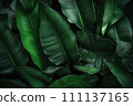 AI-generated content. Full frame green banana leaves all over background. Close-up of banana leaves. AI-generated content. Full frame green banana leaves all over background. Close-up of banana leaves. 111137165
