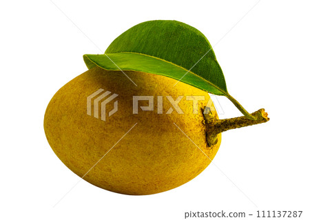 View of ripe sweet sapodilla fruit with leaf. 111137287