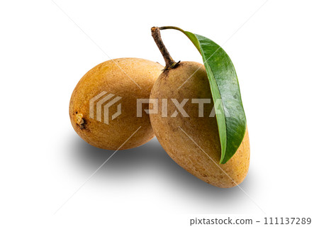 Sapodilla fruits with green leaf isolated on white background. 111137289