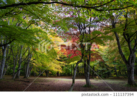 中野紅葉山的楓台 111137394