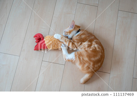 cat toy toy 111137469