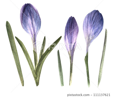 Watercolor early spring flowers, blue violet crocuses, primary flowers, saffron Hand drawn illustration for printing postcards weddings birthdays, easter card sticker Isolated clipart white background 111137621
