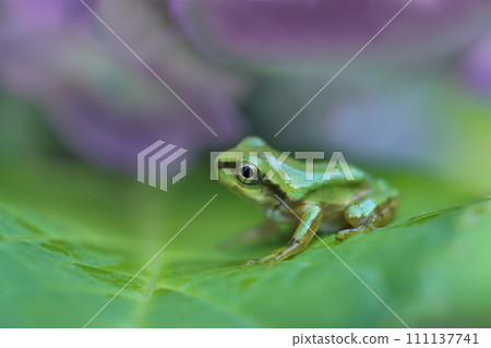 繡球花葉上的樹蛙 繡球花葉上的樹蛙 111137741