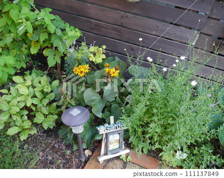 橐吾爾花盛開的夏季花園 111137849