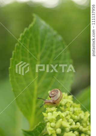 Hydrangea and snail 111137956