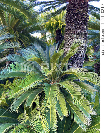 Scenery with cycads 111138219