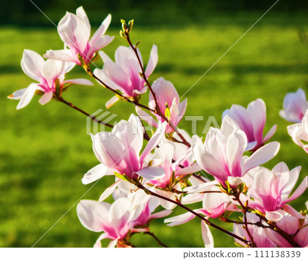 branch of magnolia in full blossom in morning light. spring nature background in the park branch of magnolia in full blossom in morning light. spring nature background in the park 111138339