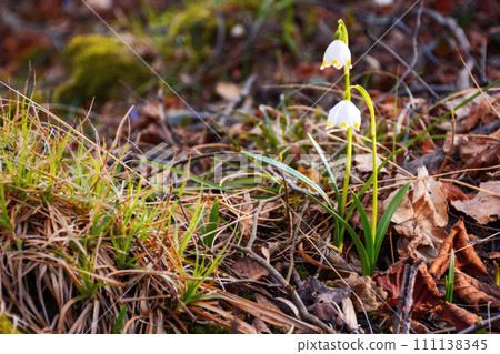snowflake flowers blooming in the forest. warm sunny weather in march. beautiful nature background snowflake flowers blooming in the forest. warm sunny weather in march. beautiful nature background 111138345