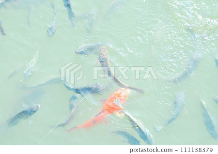 Nile Tilapia., Oreochromis niloticus ,Linnaeus and carp 111138379