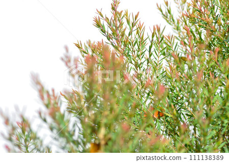 Chamae Cyparis Lawoniana, CHAMAECYPARIS LAWONIANA or CUPRESSA CEAE or pine 111138389