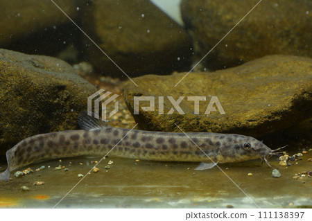 泥鰍 Madoji 魚 泥鰍 Madoji 魚 111138397