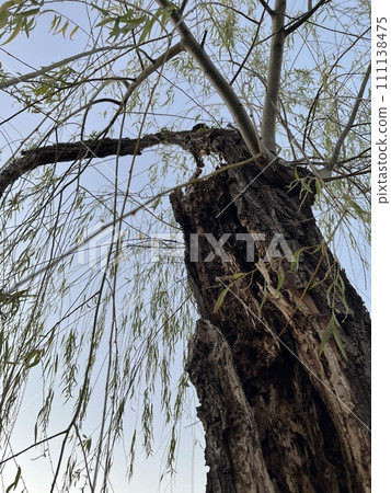 rotten weeping willow tree 111138475