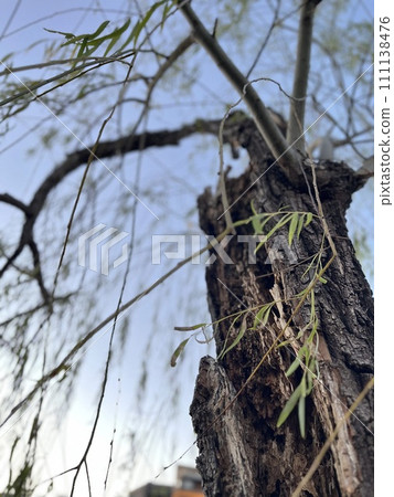 rotten weeping willow tree rotten weeping willow tree 111138476