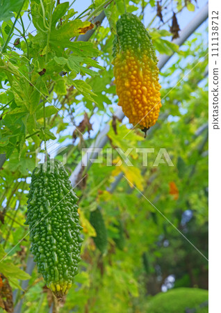 Bitter gourd, a vegetable vine that can also be used as a green curtain 111138712