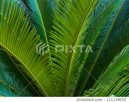 Close up of a green palm leaf. Natural background and texture. 111139039