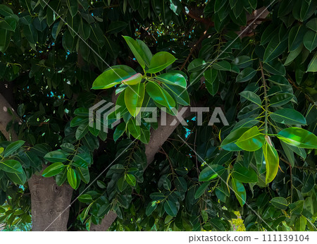Ficus tree with young green leaves. Natural tropical tree background Ficus tree with young green leaves. Natural tropical tree background 111139104