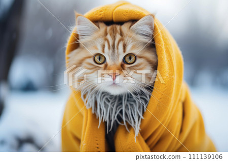 Portrait of an adorable cat dressed in a warm yellow cloak. Portrait of an adorable cat dressed in a warm yellow cloak. 111139106