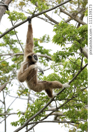 White-handed gibbon holding on to a branch White-handed gibbon holding on to a branch 111139173