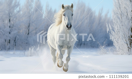 White horse running through snowdrifts in winter time. 111139201