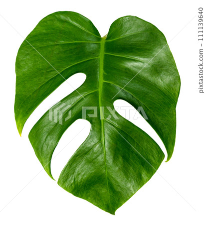 monstera leaf isolate ,green leaves pattern 111139640