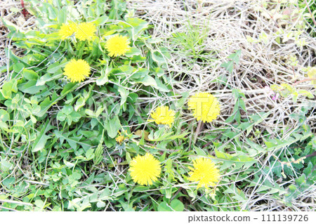 田野裡盛開的蒲公英 111139726