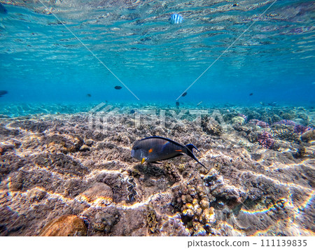 Close up view of Surgeon fish or sohal tang fish (Acanthurus sohal) at the Red Sea coral reef.. 111139835
